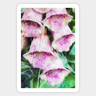 Foxglove In The Garden 3 Sticker